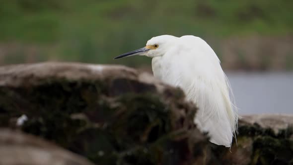 Snowy Egret Standing in Dead Palm Tree with the Wetlands in Background Slow Motion alt