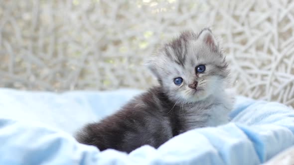 Close Up Of Scottish Kitten Playing On Bed alt