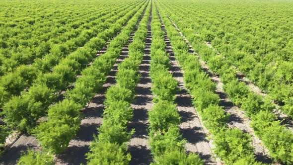 Aerial shot of rows of pomegranate trees growing in California alt