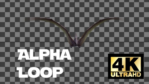 Dinosaur Pterodactal Fly Animation Loop With Alpha Front View