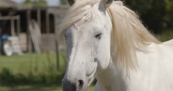 Wind blowing through the manes of horse with flies around it's eyes - 240fps slow motion alt