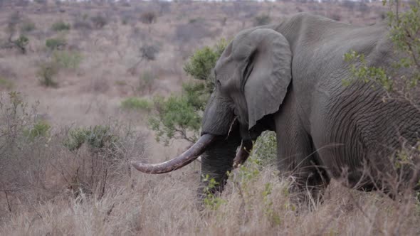 African elephant grazing in the grass alt