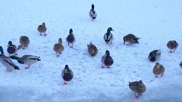 ducks in a winter park. close-up of a flock of ducks