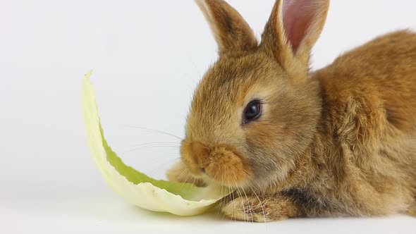 A Small Fluffy Handmade Homemade Brown Rabbit Sits on a White Background and Has Cabbage Leaves alt