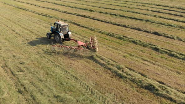 Farmer on a Tractor Collects Hay in a Row with a Disk Rake. Aerial View alt