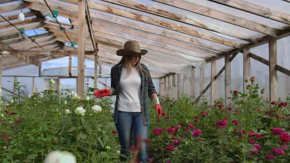 A Young Woman Florist Walks Through a Greenhouse Caring for Roses in a Greenhouse Examining and alt