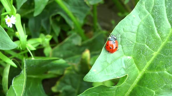 Ladybug on green leaves