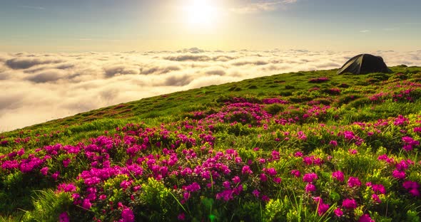 Tourist Tent, Pink Wild Rhododendron Flowers and Fog on Summer Mountain. Carpathian, Ukraine. alt