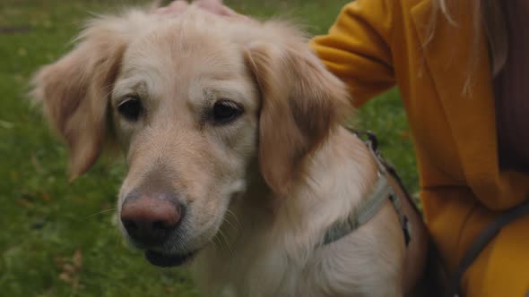 Close Up of Woman Petting Golden French Retriever at Park alt