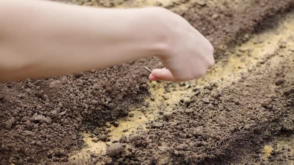Female Hand Throws Carrot Seeds Into Furrow with Yellow Mustard Powder. alt