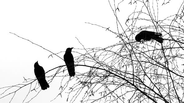 Three Black Birds On Tree alt