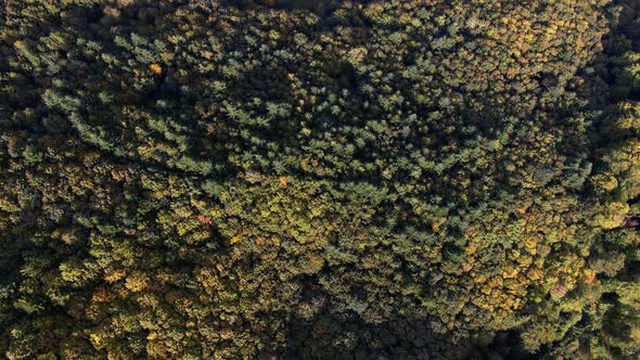 Aerial view mountain with trees in autumn