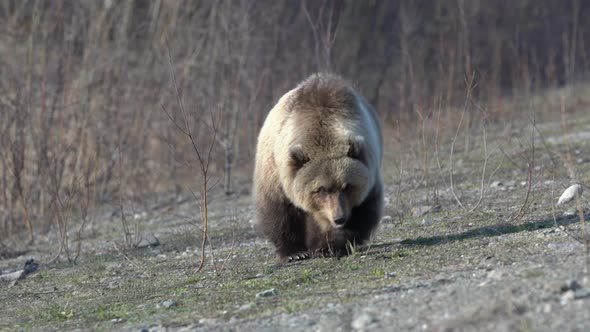 Terrible Wild Brown Bear Walking on Stones in Spring Forest in Search of Food