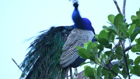 Peacock in Sri Lanka