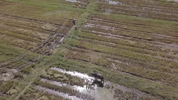  Aerial footage of buffaloes grazing in rice paddy fields and flying egrets. Langkawi, Malaysia. alt