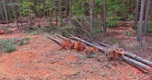 In the Landscape of a Construction Site There are Dirty and Uprooted Roots That Have Cleared the alt