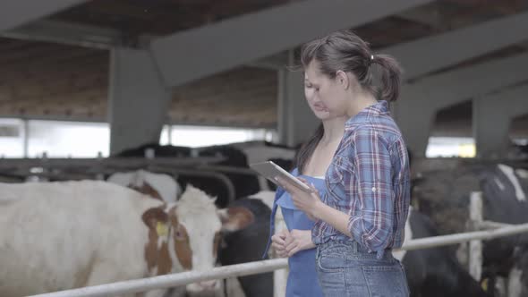 Portrait Two Girls Farmers Making a Tour of the Barn with Cows on the Farm. Girl Farmer Shows the alt