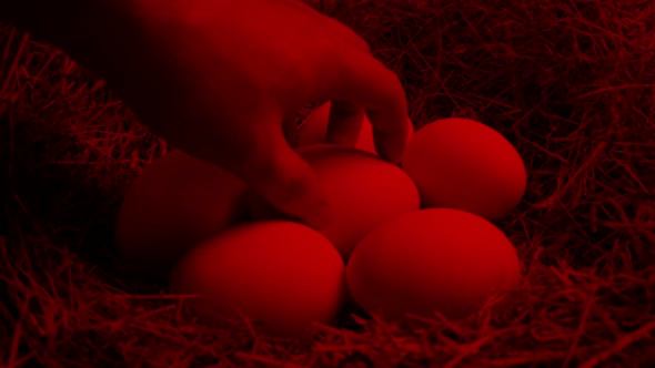 Man Picks Up Egg From Incubator alt