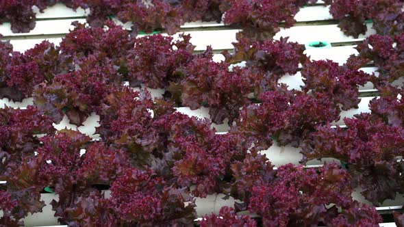 panning shot of red coral lettuce hydroponics vegetable farming