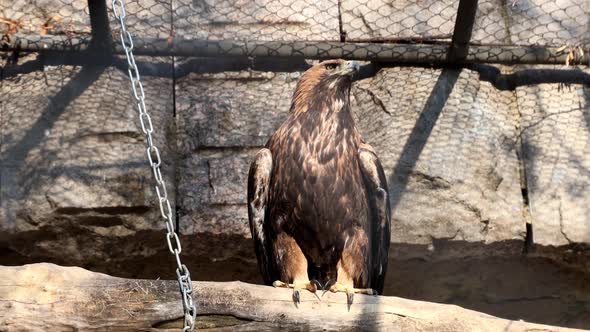 Eagle Sits and Carefully Examines the Surroundings