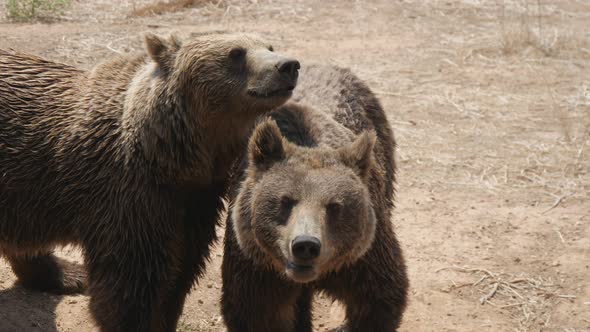 Two Brown Bears Are Standing and Playing Together on a Sandy Beach in Summer 