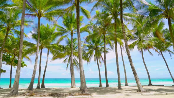 palm tree leaves alt