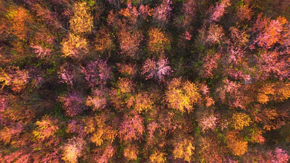 Wild Himalayan Cherry Blossom (Prunus cerasoides) bloom on the hill alt