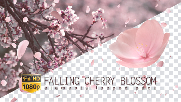 Falling Cherry Blossom Pack : Sakura