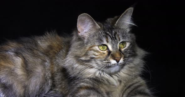 Tortie Maine Coon Domestic Cat, Female laying against Black Background, Normandy in France alt