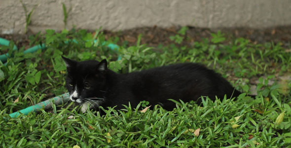 Cat Relaxing In Yard