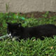 Cat Relaxing In Yard - VideoHive Item for Sale