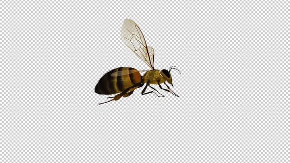 Honey Bee - Flying Loop CU - Alpha Channel