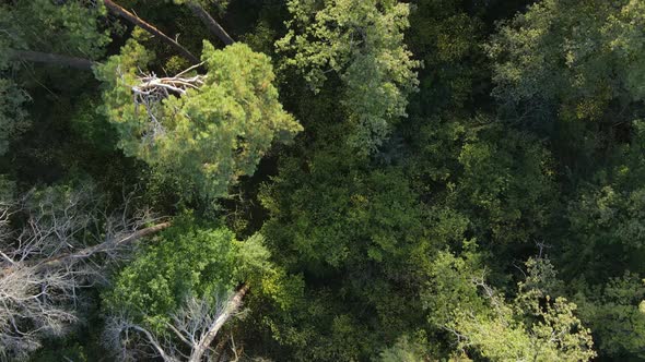 Aerial View of Trees in the Forest. Ukraine alt