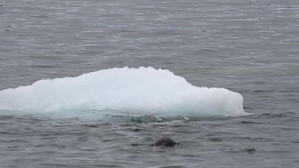 Gentoo Penguins on the Ice in Antarctica