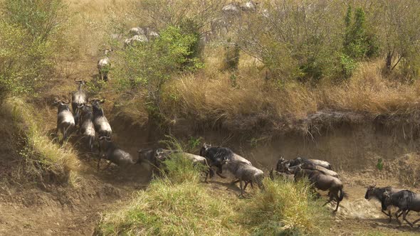 Wildebeests running on a path alt