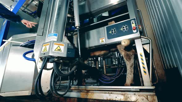 Farm Machine is Getting Operated While Milking a Cow alt