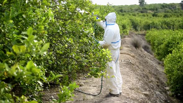 Farmer spray pesticide on fruit lemon trees. alt