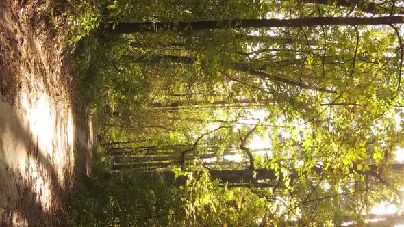 Vertical Video of Trees in the Forest in Autumn alt