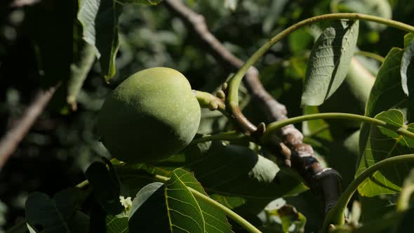 Juglans seeds  on wind shallow DOF 4K 2160p 30fps UltraHD footage - Close-up of walnut tree branches alt