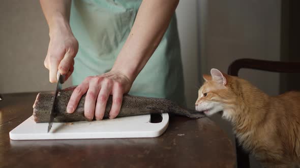 Man in the Kitchen Cuts Fish on the Table a Cat Sits Nearby and Gnaws on a Fishtail alt