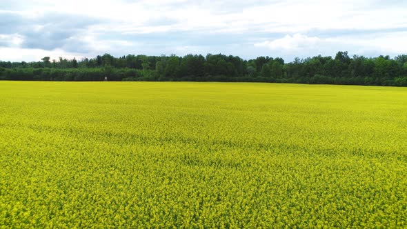 Yellow Oilseed Rape Field Panorama