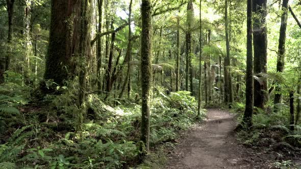 Forest in New Zealand Wild Nature alt