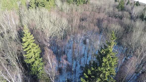 Bare birches and high green spruce trees in winter wood, aerial alt