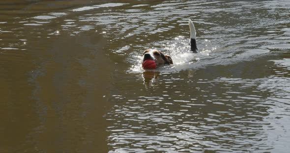 Jack Russell Terrier Swims Through the Water with an Orange Ball alt