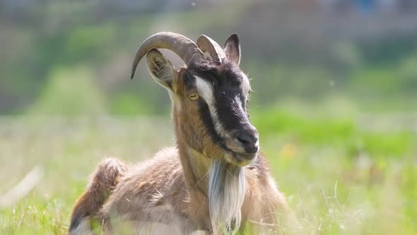 Domestic Milk Goat with Long Beard and Horns Resting on Green Pasture Grass on Summer Day alt