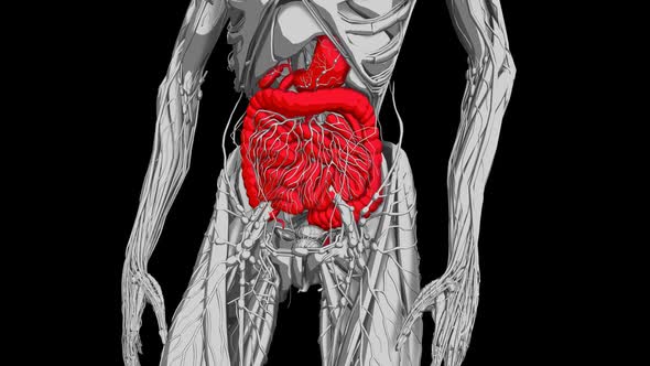 3d Sketch Female Digestive System alt