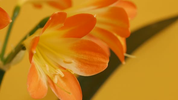 Amaryllidaceae Clivia miniata 4K 2160p 30fps UltraHD tilting footage - Close-up of monocot flowering alt