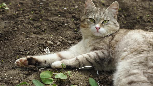 Close-up of a gray cat lying on the ground in the backyard. A beautiful gray cat alt
