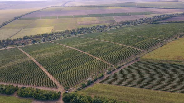 Vine Plantation Filmed From Top to Bottom with a Drone alt