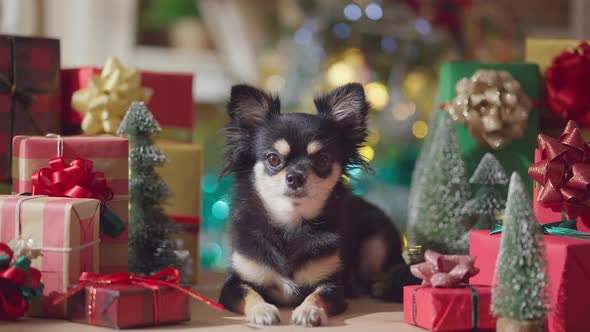 cute chihuahua dog happiness enjoy vacation holidays moment smile and joyful alt